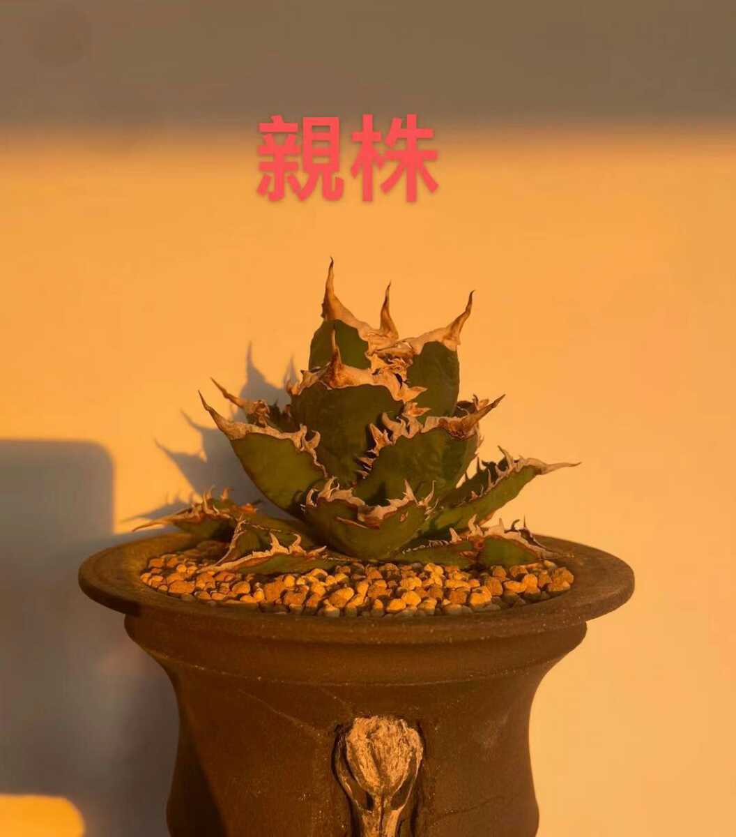 Agave】14アガベ!多肉植物チタノタ狼人子株 vittoriosplayas.com
