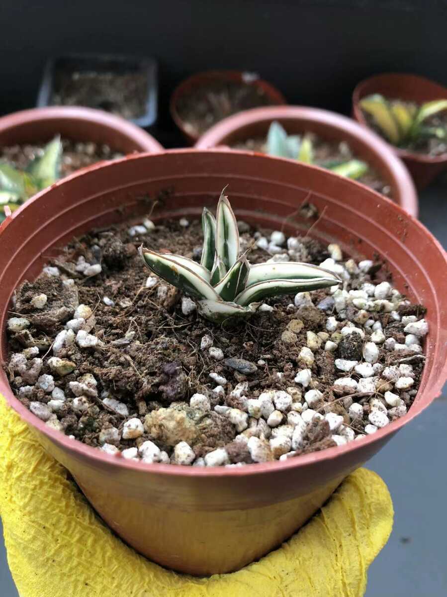 Agave】7アガベ!多肉植物チタノタ氷山厳選発根済小株 www.falconofs.com