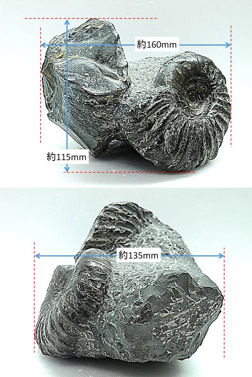 【鉱物・化石シリーズ】北海道産◆アンモナイト◆化石◆⑰_画像9