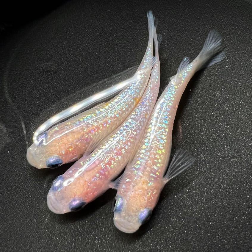 【minamo】現物 王華 白綾系 上物若魚(1ペア+メス1)B 上州めだか様ご本人の個体 強青ラメ 多色ラメ 2