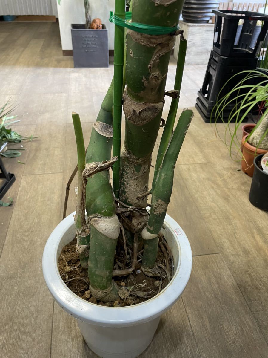 8寸*モンステラ*デリシオーサ*観葉植物インテリアグリーン 8寸*モンステラ*デリシオーサ*観葉植物インテリアグリーン