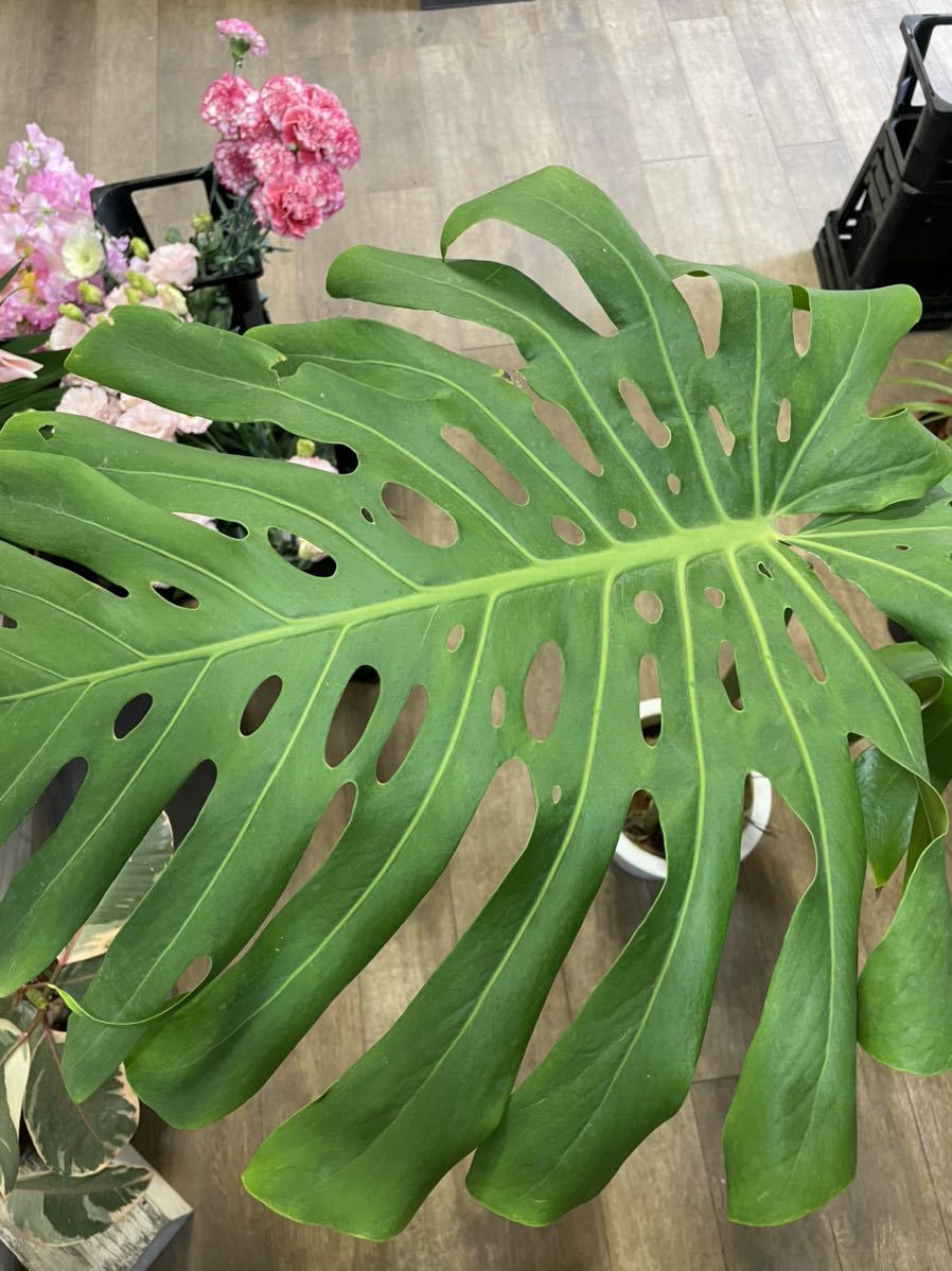 8寸*モンステラ*デリシオーサ*観葉植物インテリアグリーン 8寸*モンステラ*デリシオーサ*観葉植物インテリアグリーン