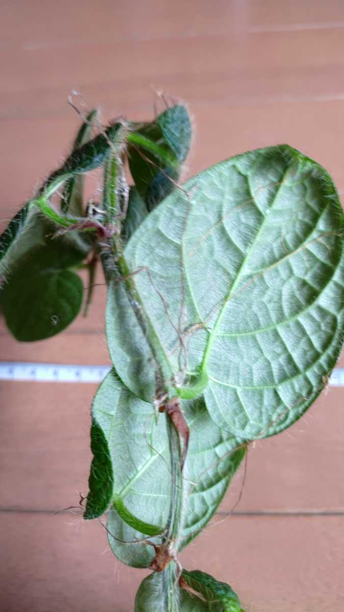 フィカスsp.ビンタン　　Ficus sp.Bintan　　　パルダリウム　ツタ