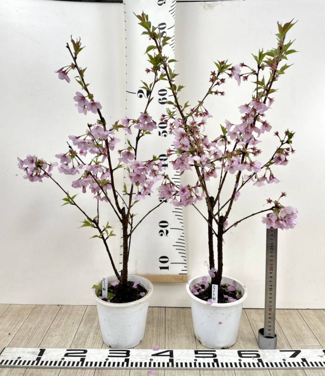 Yahoo!オークション - 【桜苗 (ユウドウ桜) 2鉢セット 接木 Yahoo!オークション - 【桜苗 (ユウドウ桜) 2鉢セット 接木