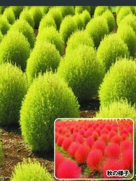 Paypayフリマ コキア苗 10本 ホウキ草 一年草 Paypayフリマ コキア苗 10本 ホウキ草 一年草
