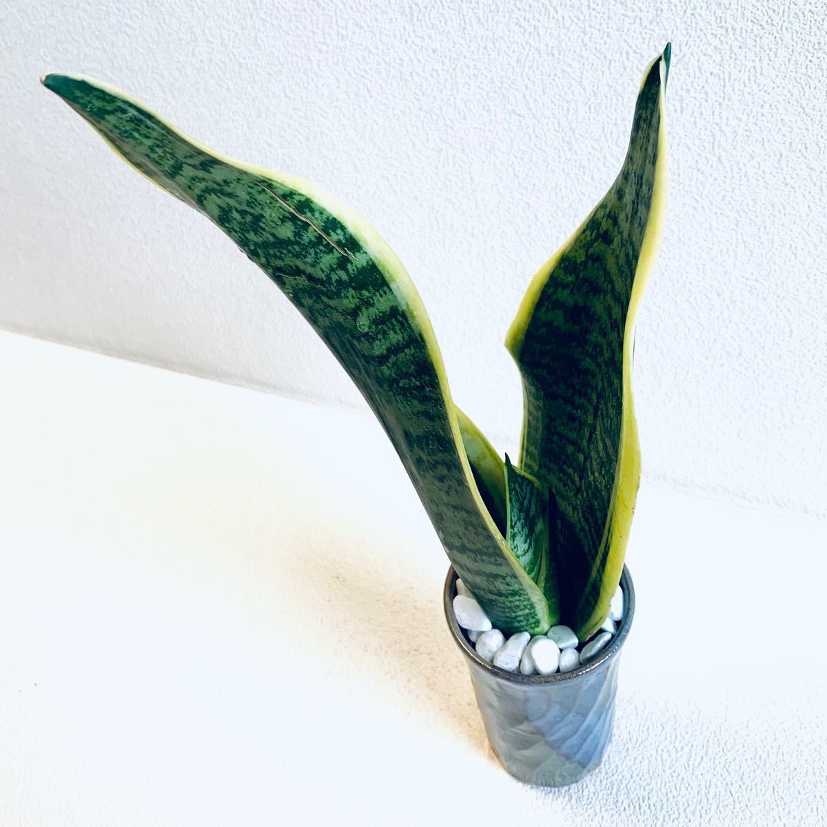 ハイドロカルチャー　サンスベリア　トラノオ　小石原焼　陶器　観葉植物