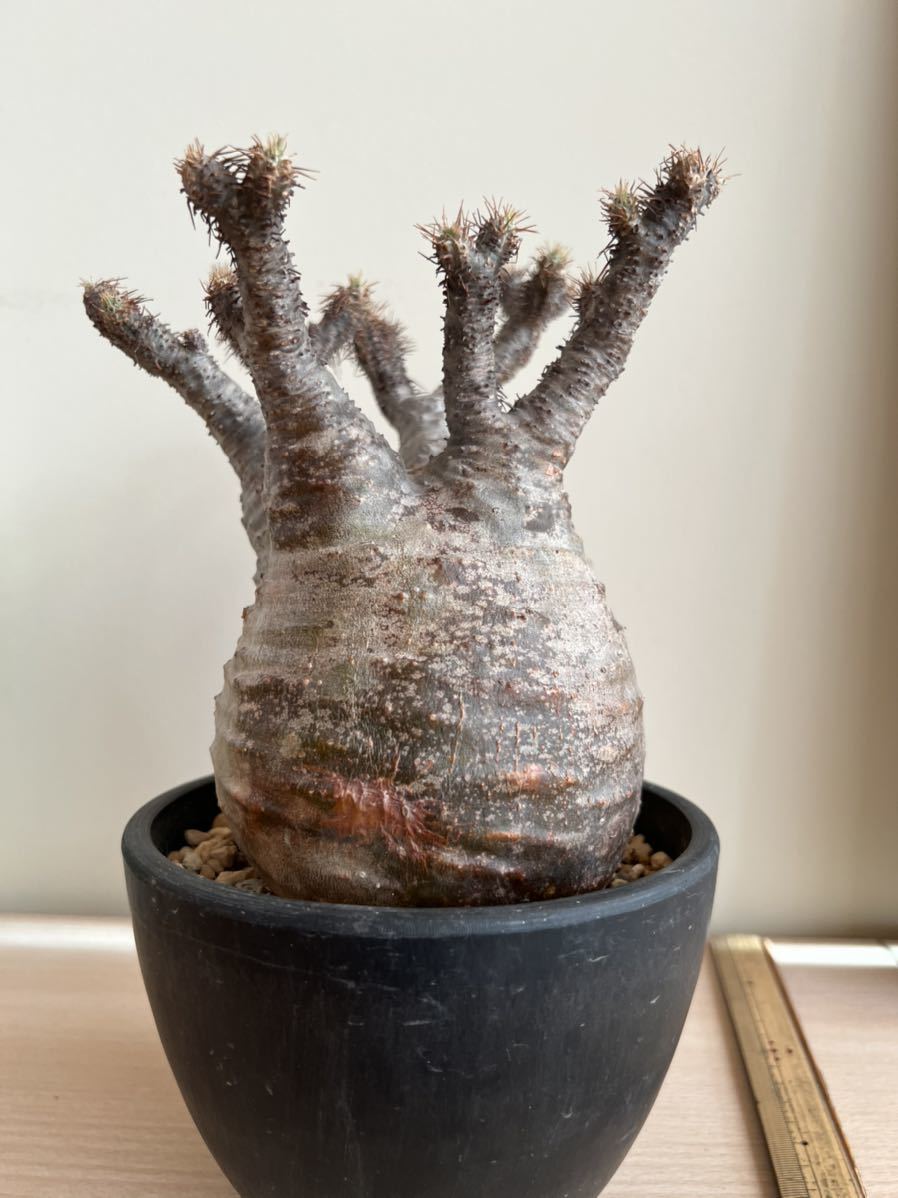 パキポディウムグラキリス コーデックス 塊根植物 グラキリス ベアルート 美形 パキプス アンボンゲンセ