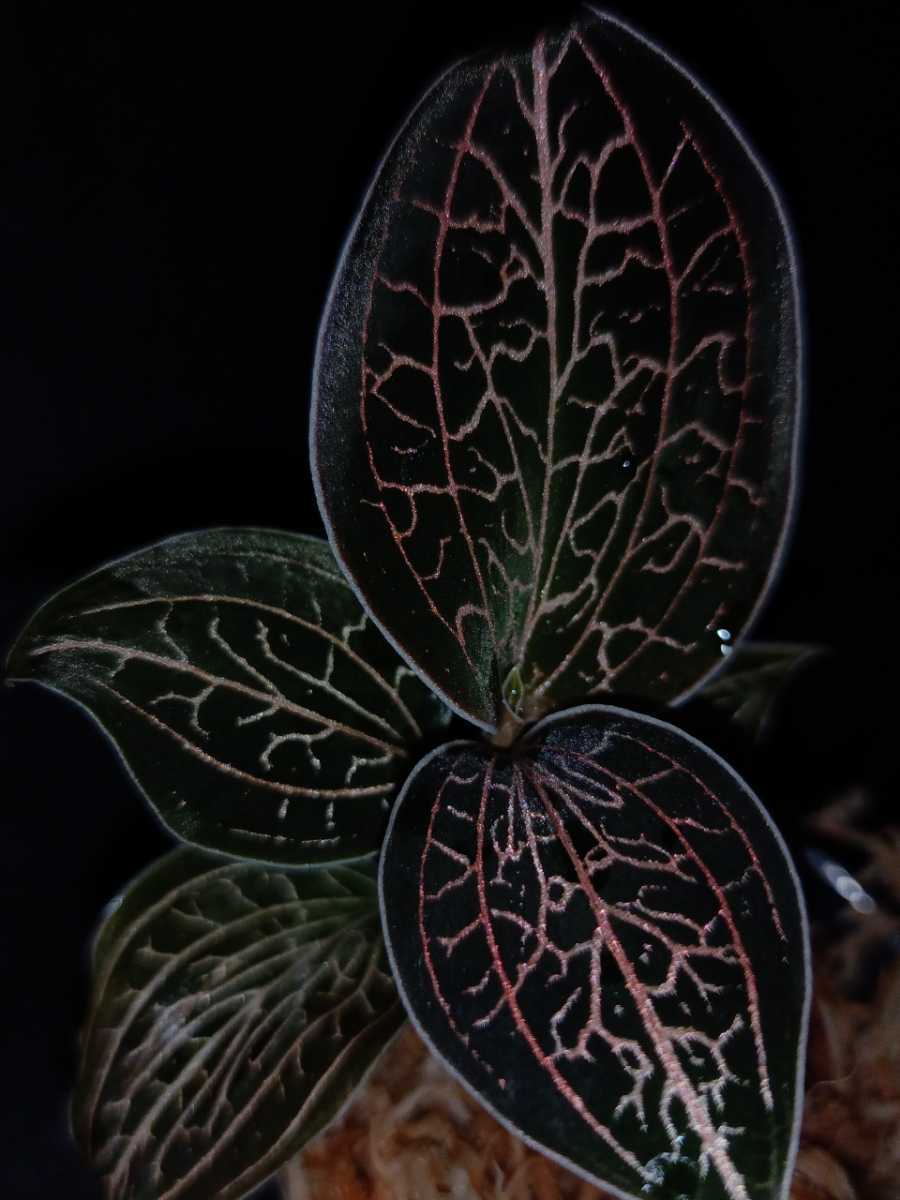 極美】大型種 ジュエルオーキッド Anoectochilus burmanicus 極美】大型種 ジュエルオーキッド Anoectochilus burmanicus