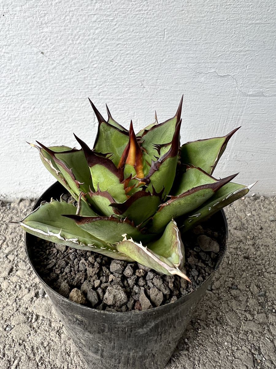 アガベ チタノタ 黒金剛 agave titanota 多肉植物 mauria.com