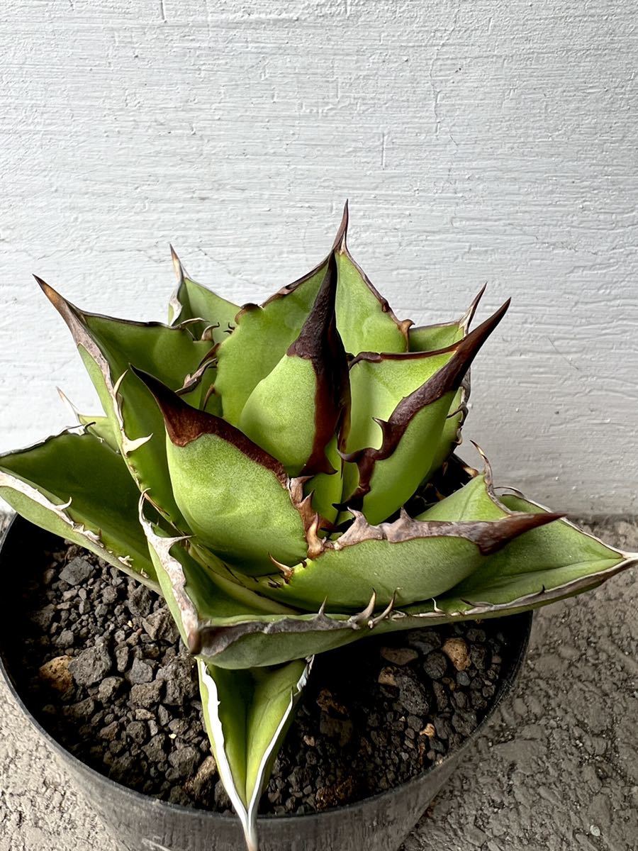 アガベ チタノタ 黒金剛 agave titanota 多肉植物 | universitetipolis