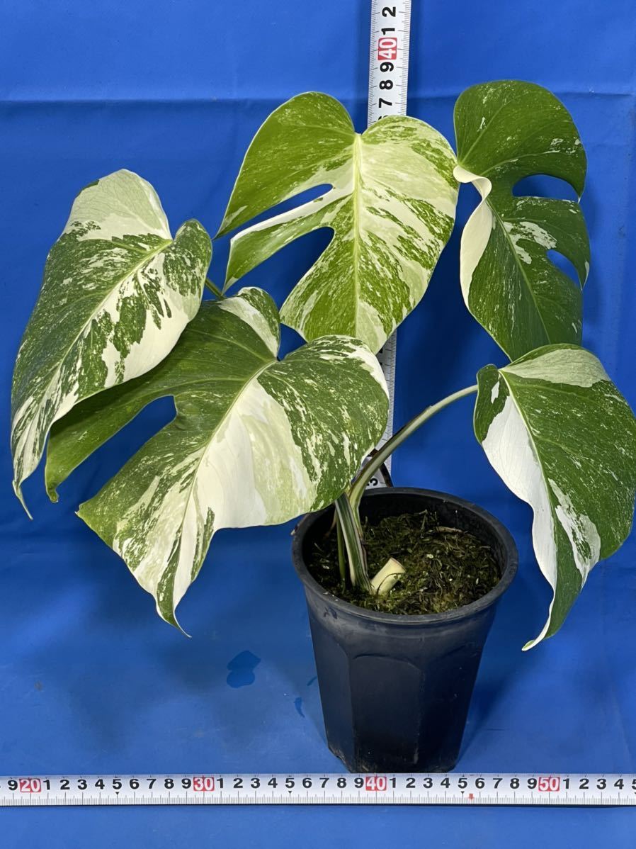 413 斑入り モンステラ ボルシギアナ' アルボ バリエガタ monstera