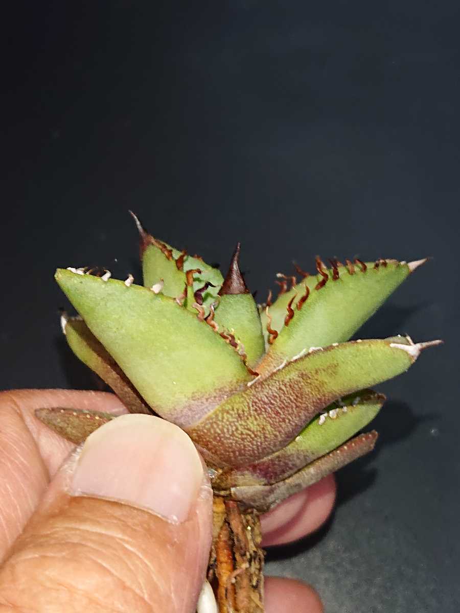 Agave oteroi アガベオテロイ_画像4