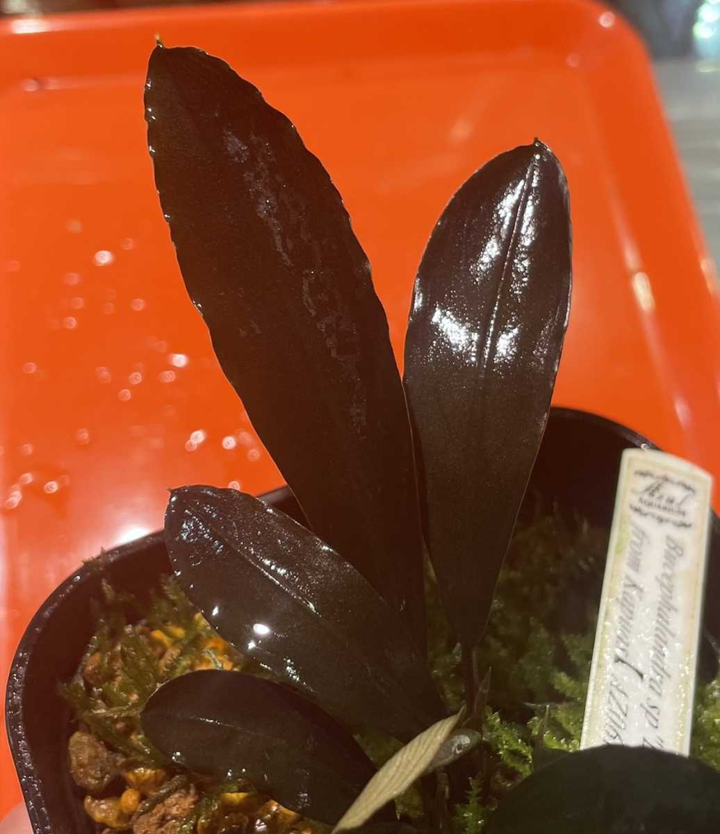 Bucephalandra sp.”Deep purple”from Kapuas【AZ0617-31 Bucephalandra sp.”Deep purple”from Kapuas【AZ0617-31