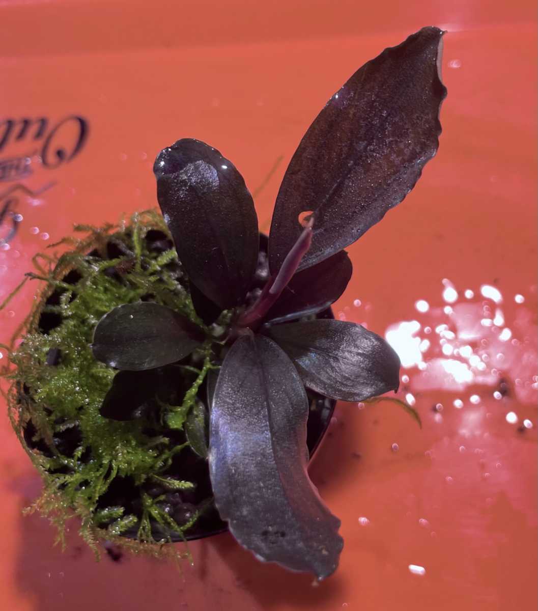 Bucephalandra sp.”Deep purple”from Kapuas【AZ0617-31 Bucephalandra sp.”Deep purple”from Kapuas【AZ0617-31