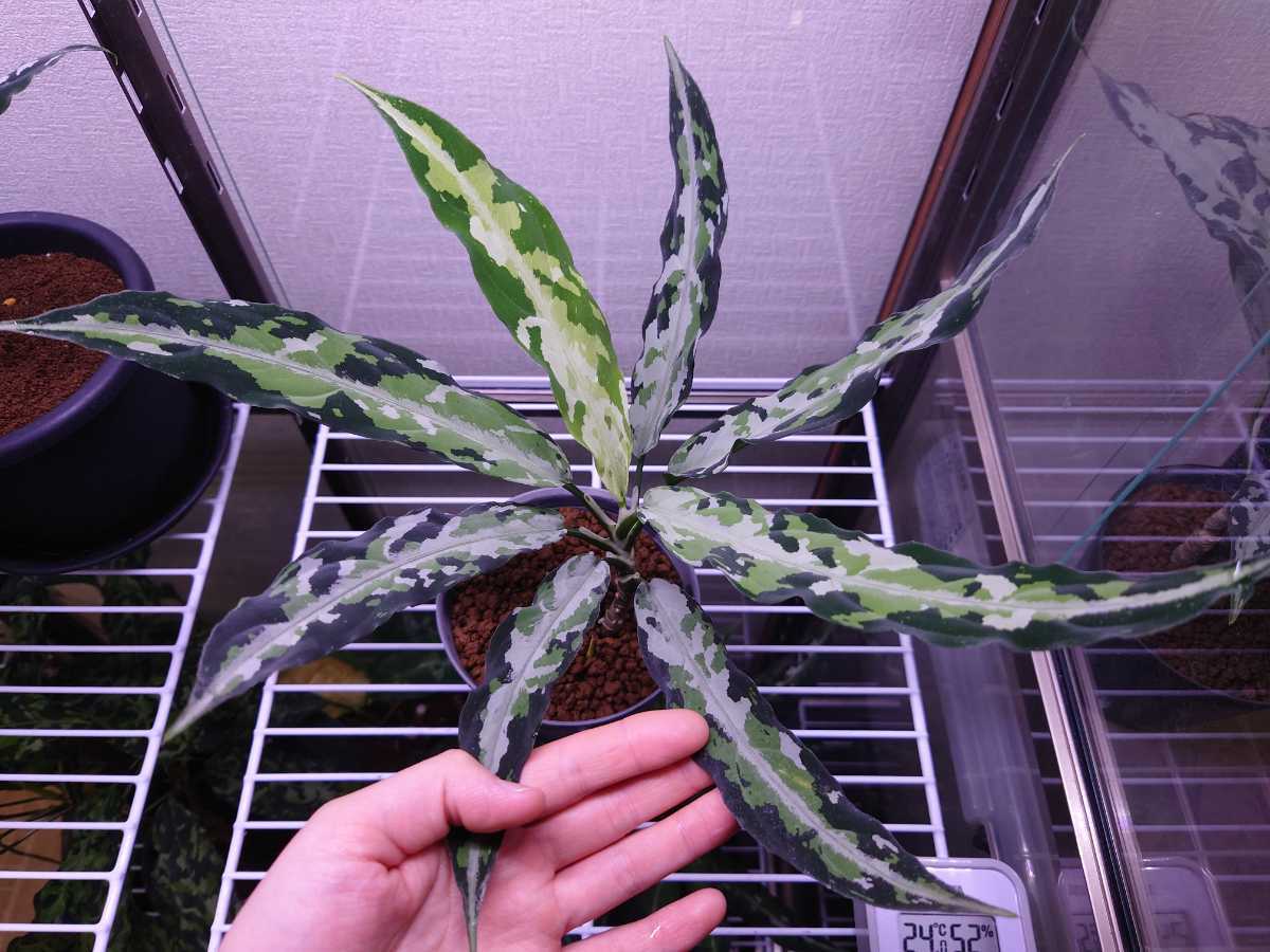 LA便】Aglaonema pictum アグラオネマ ピクタム トリカラー-