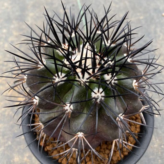 グリセオビオラセラ Copiapoa griseoviolacea 栗星玉 サボテン