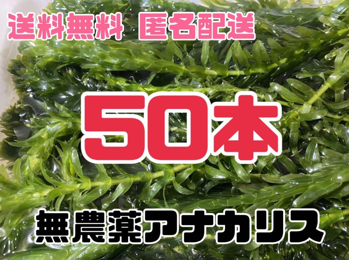 20本20cm以上 無農薬アナカリス(オオカナダモ)餌水草金魚草金魚藻 - 水草