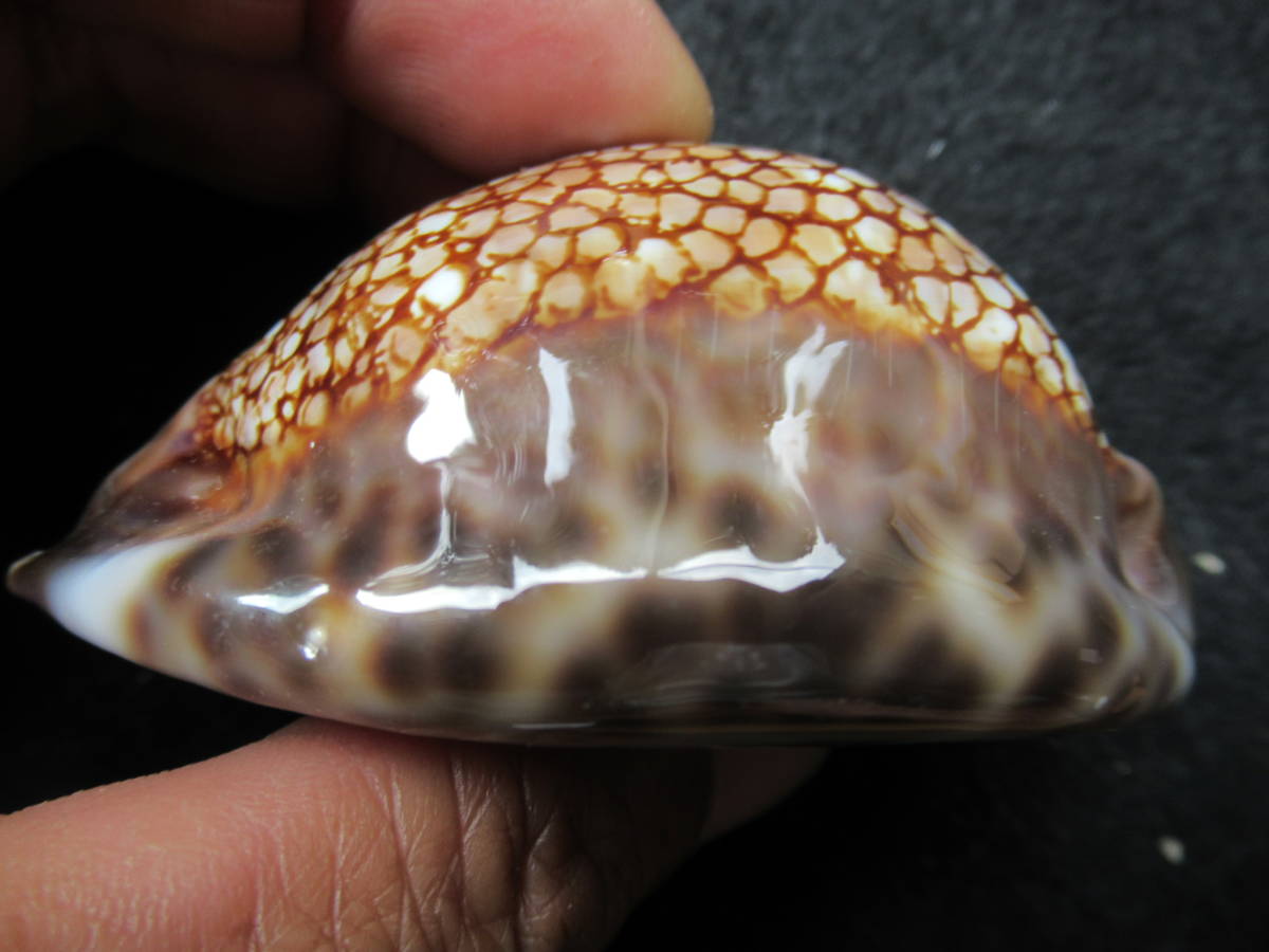 貝殻標本ハワイ産キッコウダカラ６８ｍｍ_画像4