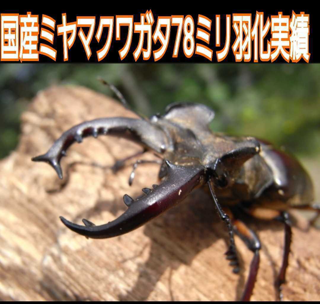 40gを超える国産カブト幼虫がゴロゴロでてきた！オオヒラタケ菌床自然発酵カブトムシマット(50L)天然のバクテリアのみで完成☆良く食べる！_特にミヤマに効果あります