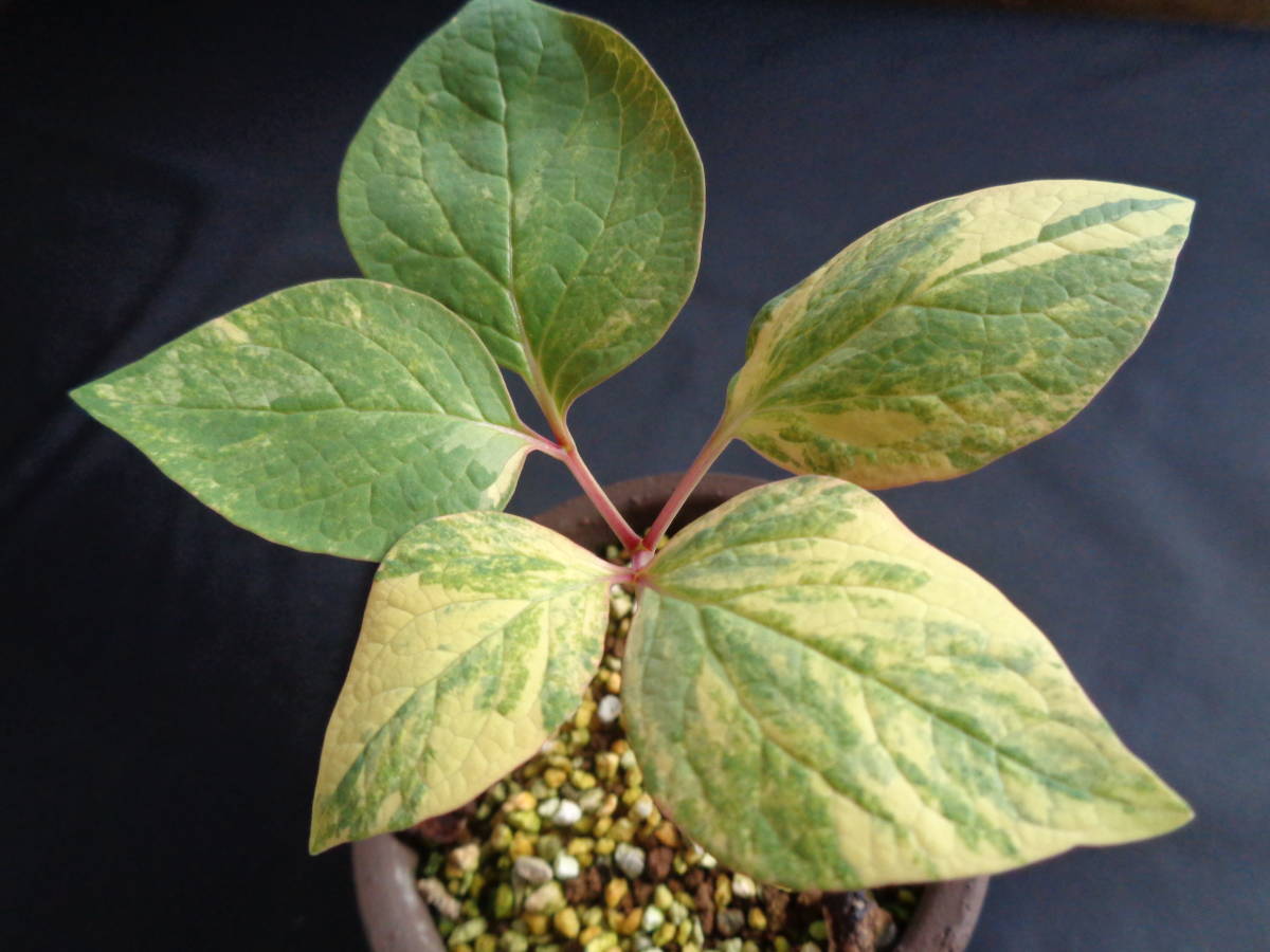 Yahoo!オークション - 山野草・斑入り植物・斑入りヤマ Yahoo!オークション - 山野草・斑入り植物・斑入りヤマ