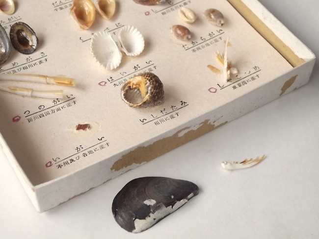 アンティーク 貝殻 標本 昭和 レトロ 科学 教材 貝標本 巻貝 二枚貝 ハマグリ タカラガイ フジナミガイ インテリア 幼貝 博物学 生物学_一部の貝に接着はがれ