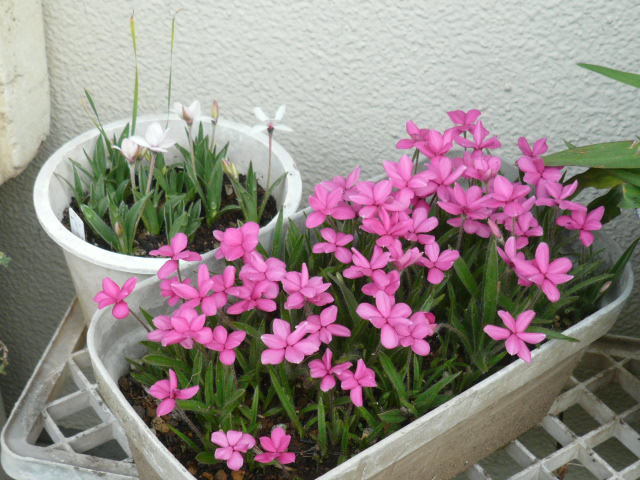 Yahoo!オークション - 可愛いピンクの花《アッツ桜》毎年球根も増え