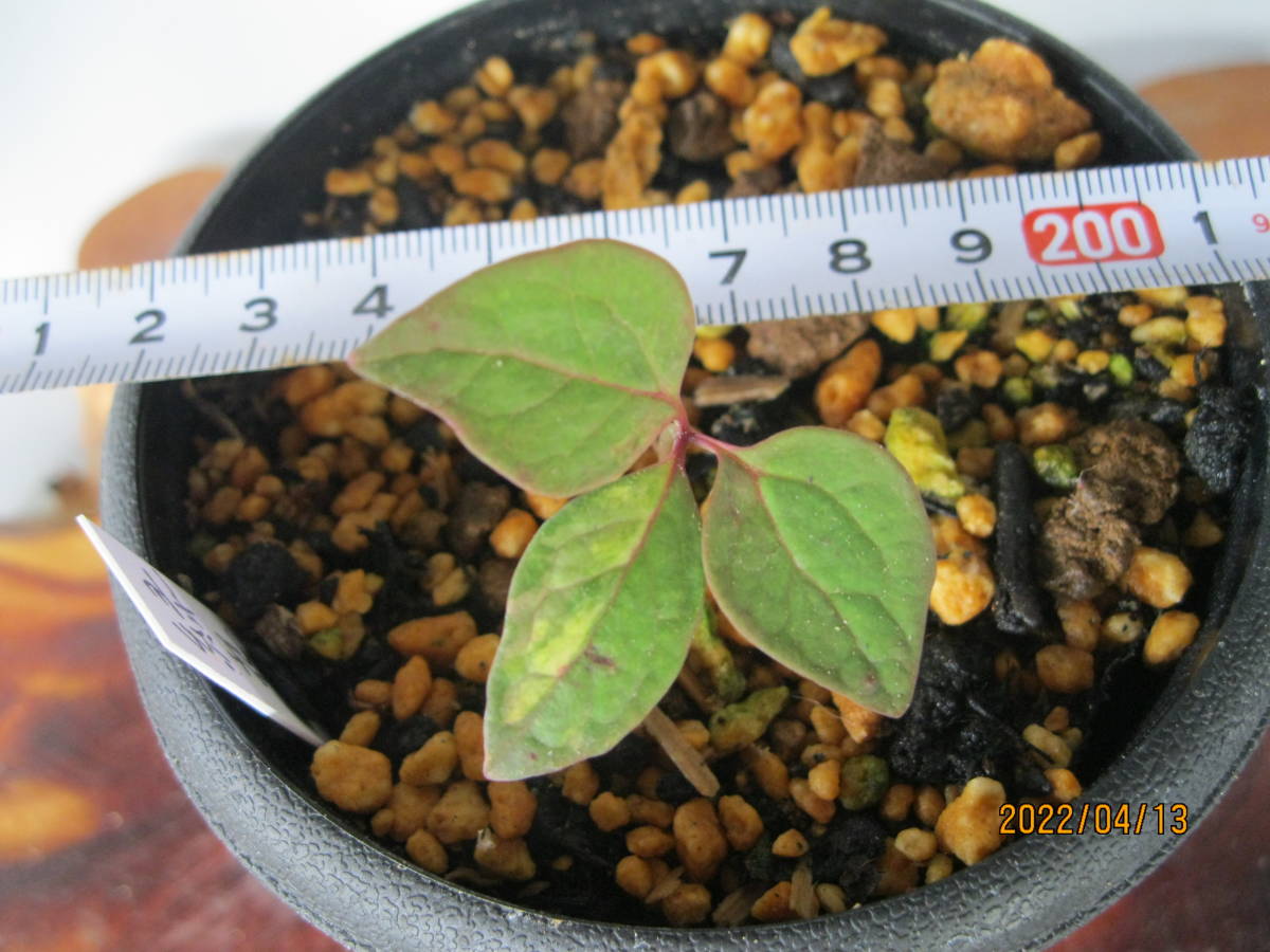 山野草 斑入り ヤマシャクヤク 徳島県産 緑花美人 実生1年生(5) 山野草 斑入り ヤマシャクヤク 徳島県産 緑花美人 実生1年生(5)