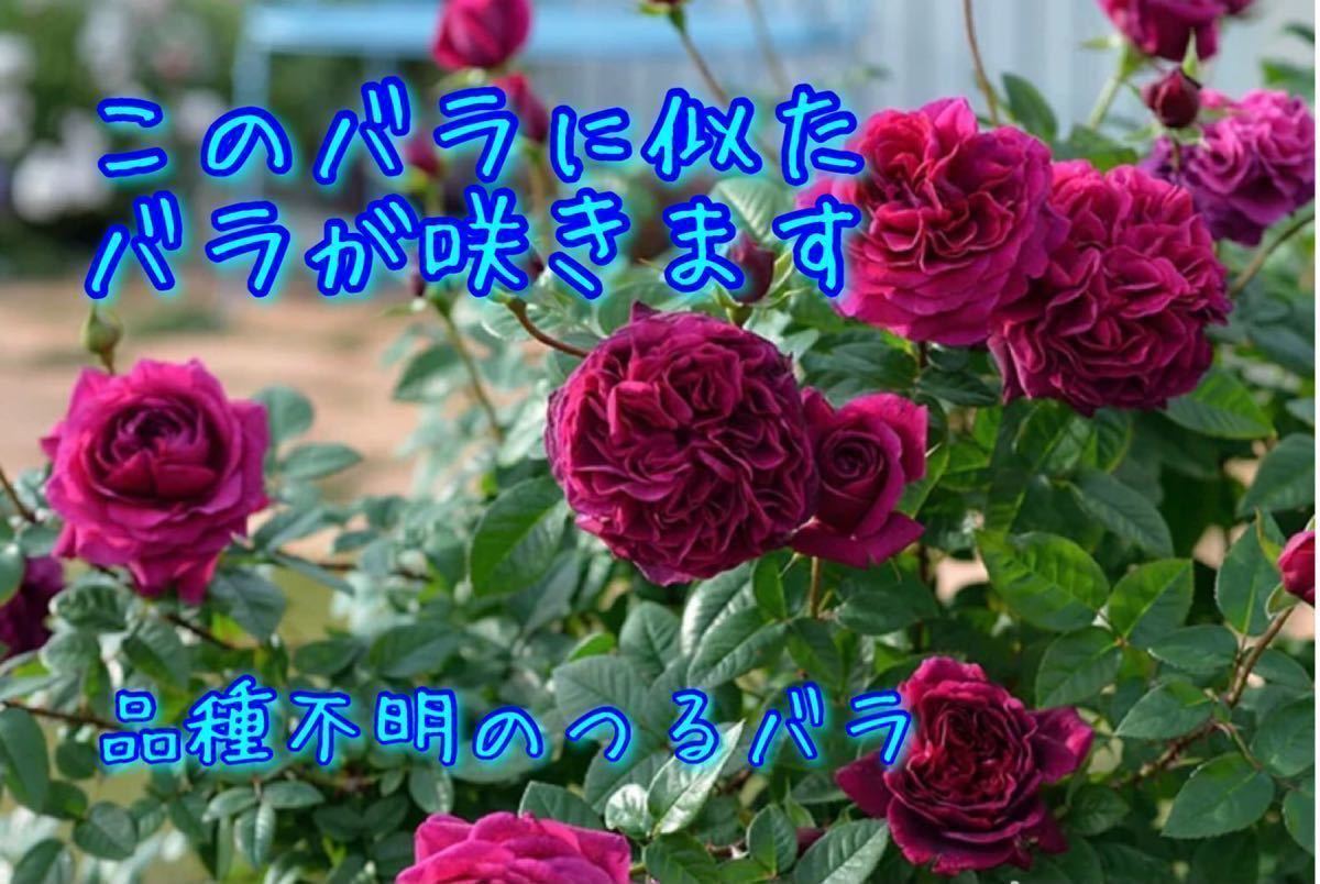 バラ苗 品種不明 つるバラ 第四種郵便 中輪 四季咲き 赤紫 パープル レッド 薔薇 その他 売買されたオークション情報 Yahooの商品情報をアーカイブ公開 オークファン Aucfan Com バラ苗 品種不明 つるバラ 第四種郵便 中輪 四季咲き 赤紫 パープル レッド 薔薇 その他 売買されたオークション情報 Yahooの商品情報をアーカイブ公開 オークファン Aucfan Com