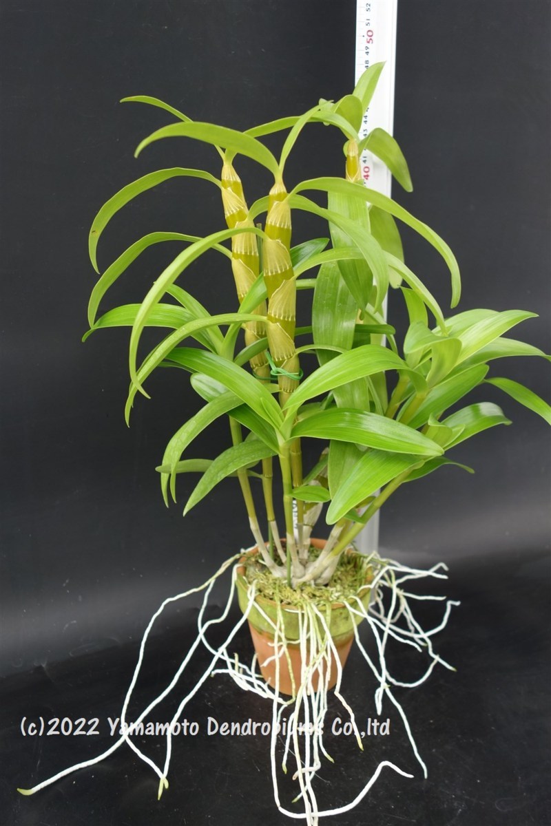 洋蘭 デンドロビューム交配種　Den. Fuga 'Green Sweet' （signatum x Thwaitesiae）_画像5