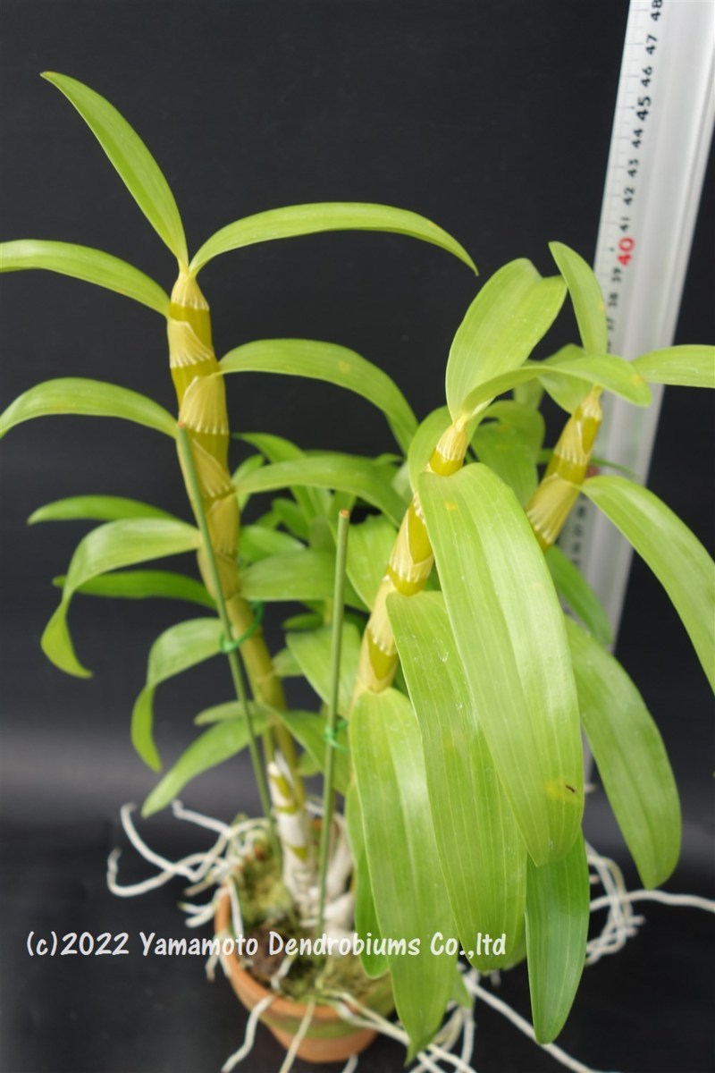 洋蘭 デンドロビューム交配種　Den. Fuga 'Green Sweet' （signatum x Thwaitesiae）_画像9