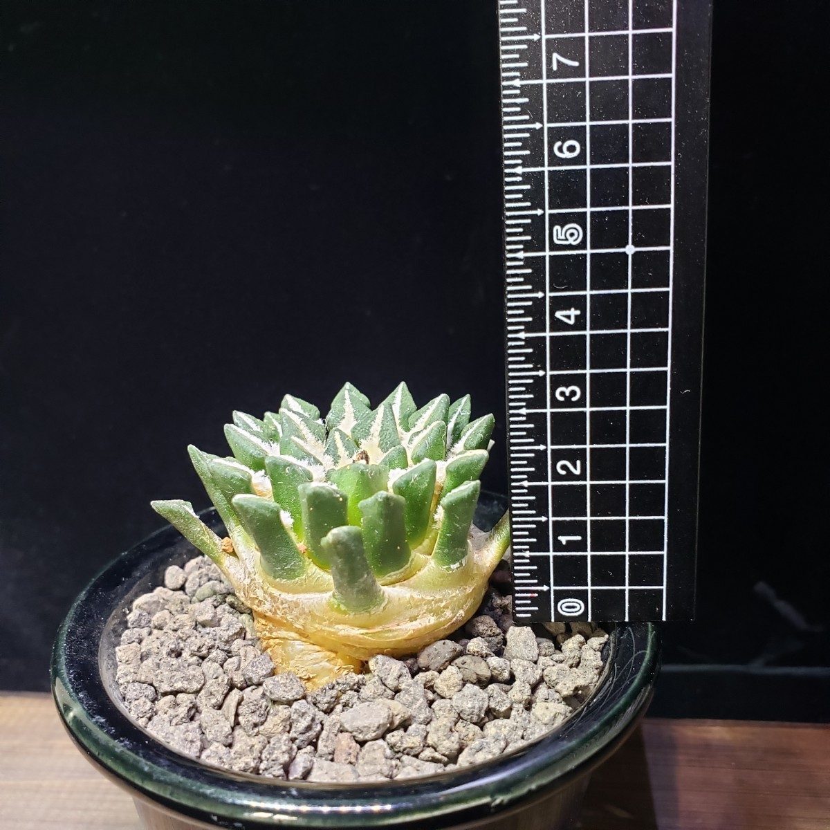 アリオカプルス “黒牡丹” (実生) Ariocarpus “kotschoubeyanus”