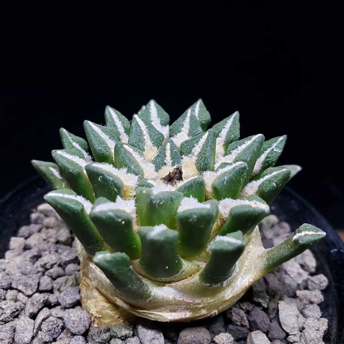 アリオカプルス “黒牡丹” (実生) Ariocarpus “kotschoubeyanus”