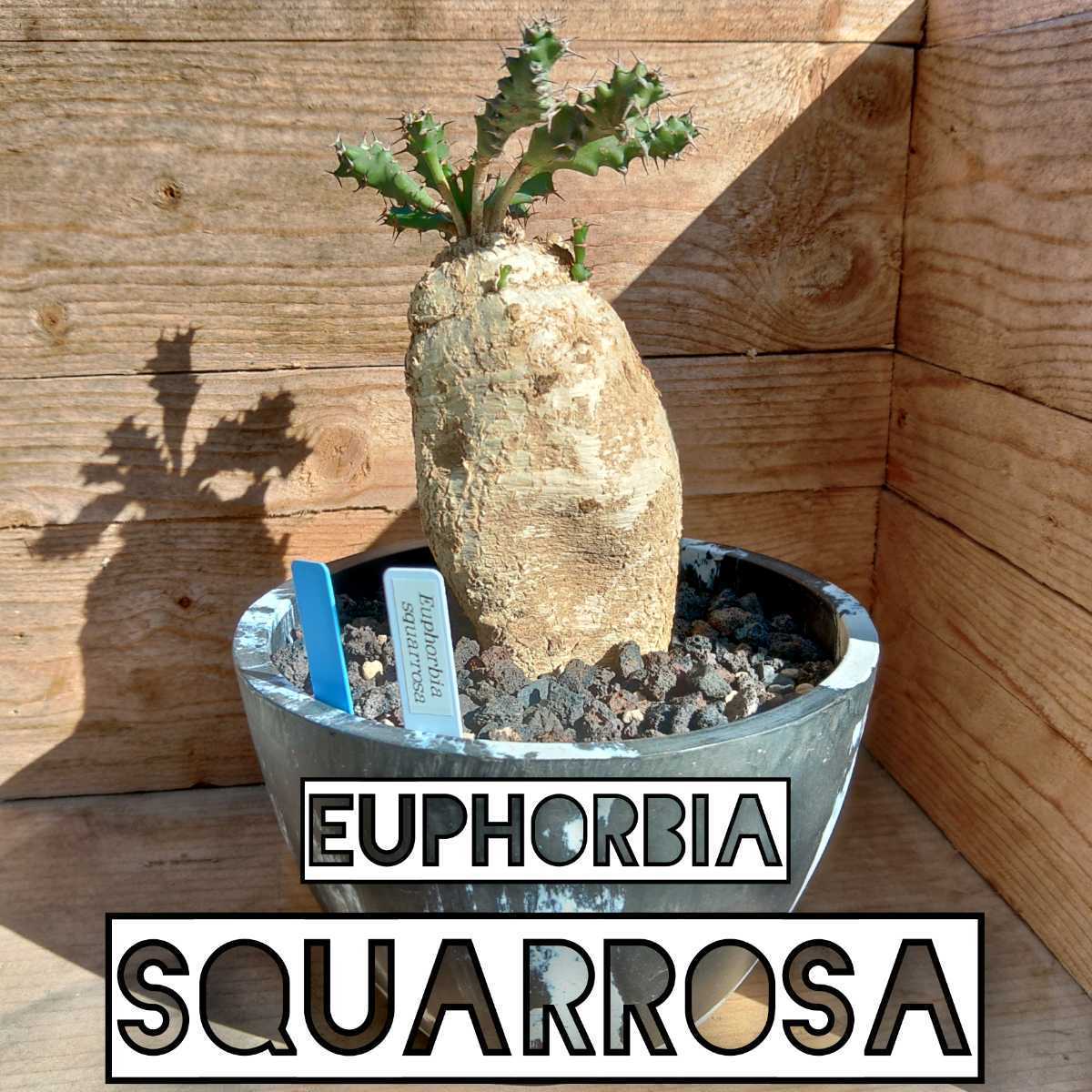 ユーフォルビア スクアローサ【現地株 成長点多数】抜き苗発送 Euphorbia'squarrosa' YA-45 検索用）塊根奇怪ヶ島希少コーデックス輸入