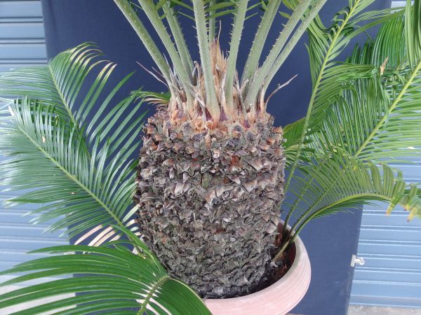 ソテツ 蘇鉄 鉢植え 子株付き 葉切り発送 5月葉出し - 植木、庭木