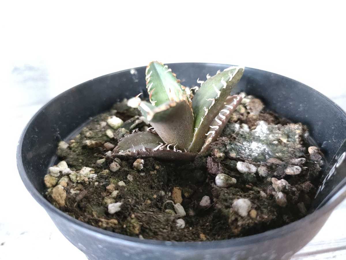 アガベ チタノタ レッドキャット ウィーズル 発根済 agave titanota red catweezle 紅猫 強刺 厳選極上狂刺美株 リュウゼツラン ⑥