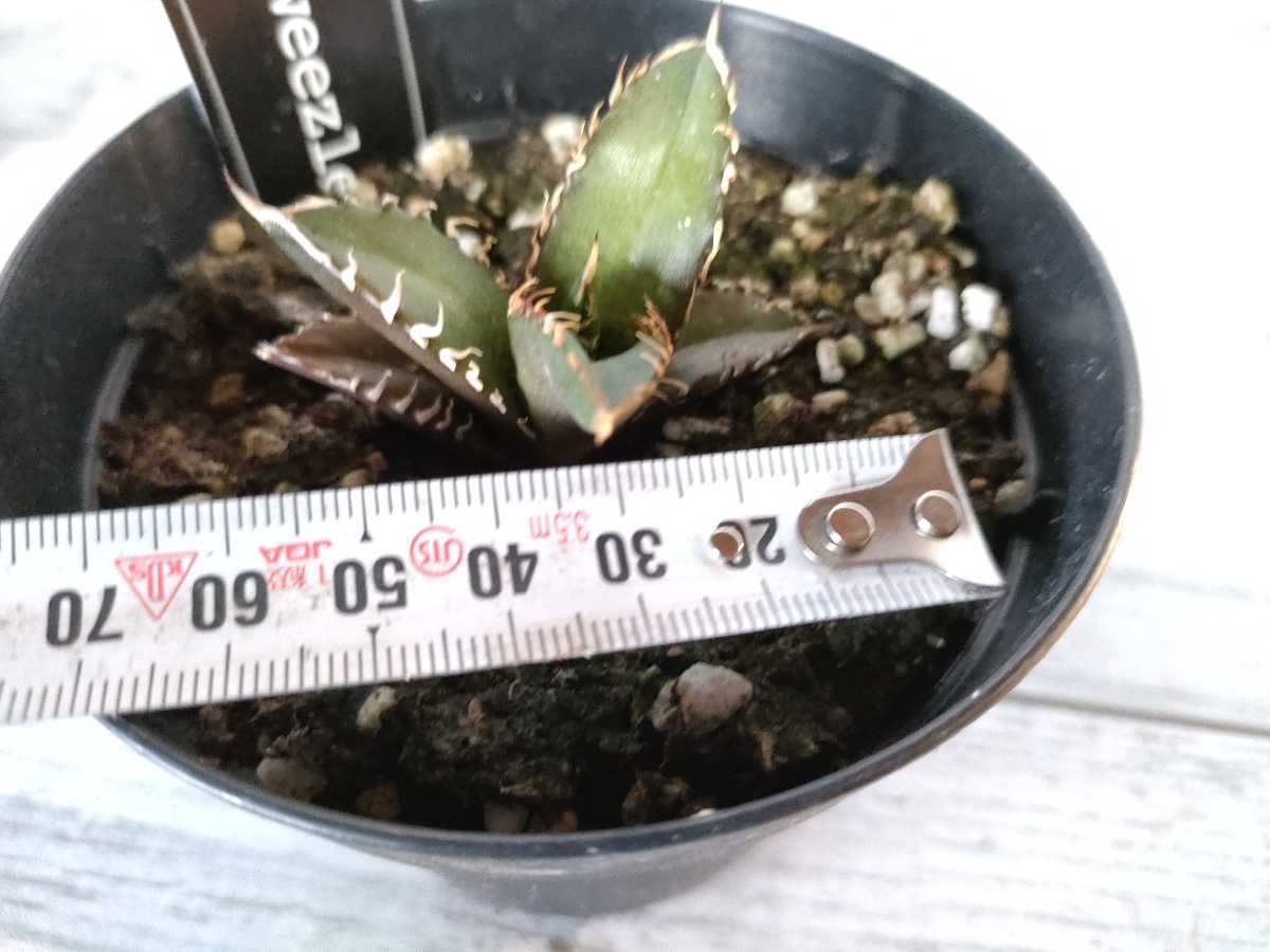 アガベ チタノタ レッドキャット ウィーズル 発根済 agave titanota red catweezle 紅猫 強刺 厳選極上狂刺美株 リュウゼツラン ⑥