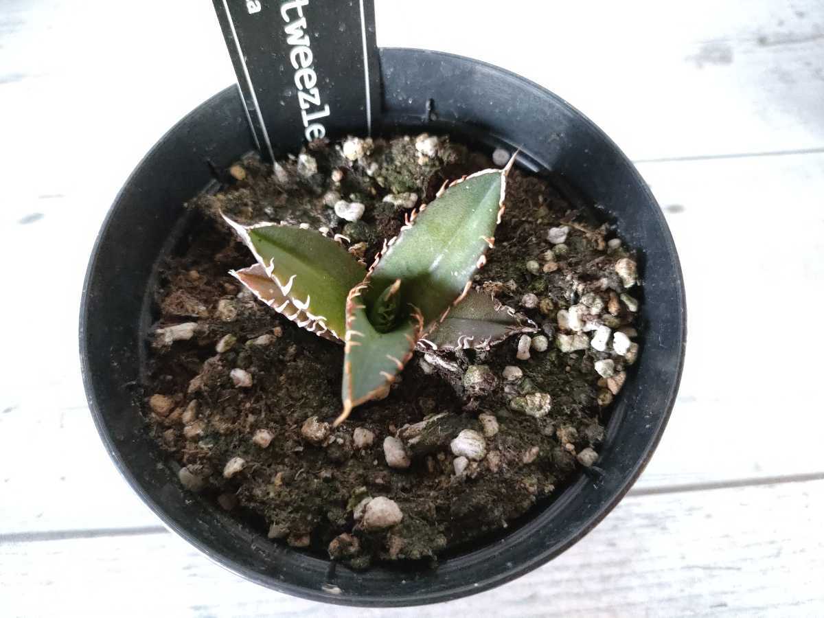 アガベ チタノタ レッドキャット ウィーズル 発根済 agave titanota red catweezle 紅猫 強刺 厳選極上狂刺美株 リュウゼツラン ⑥