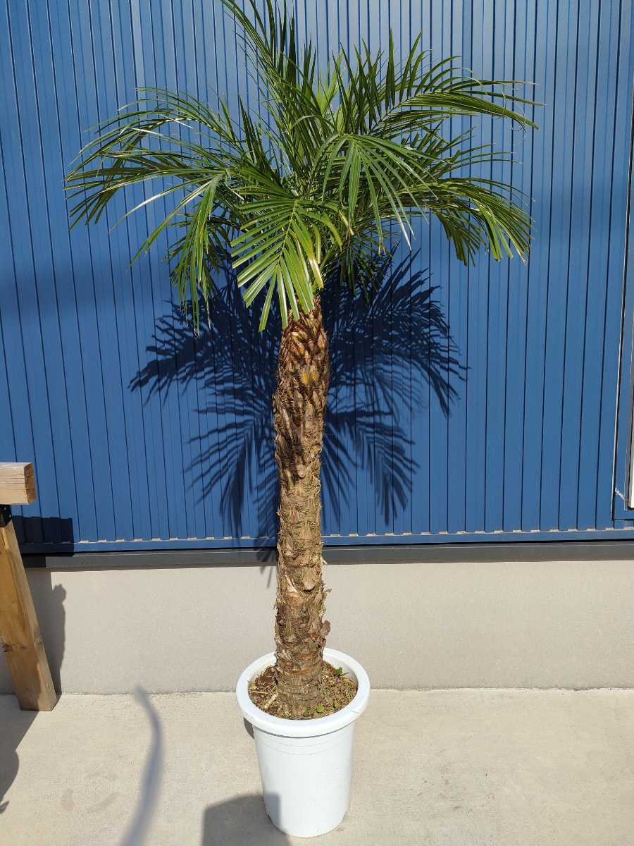 フェニックス ロベレニー 全高:170cm~ 8号 耐寒性 観葉植物