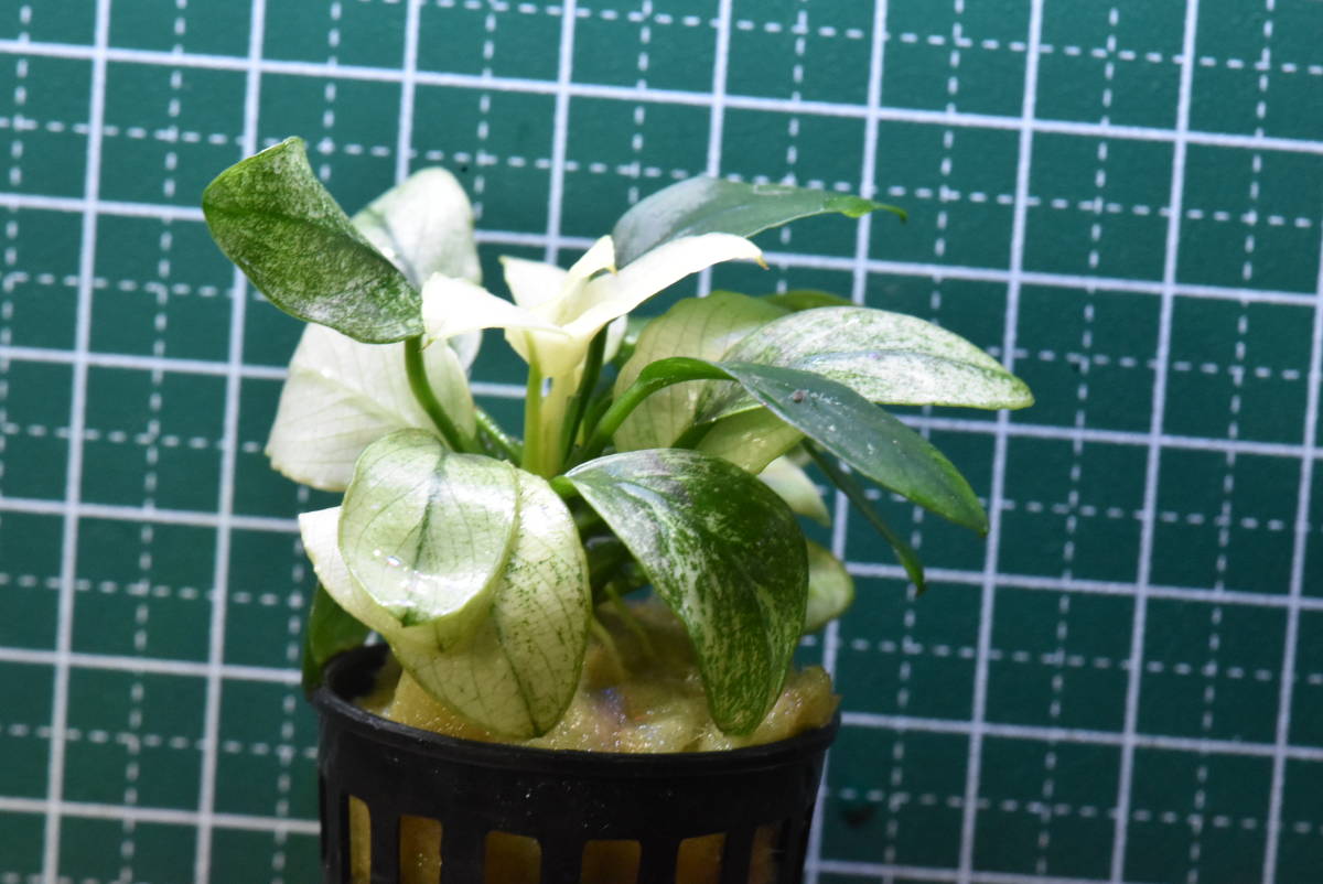 アヌビアス・ナナ 斑入 ホワイトマーブル POT1 商品细节 | Yahoo