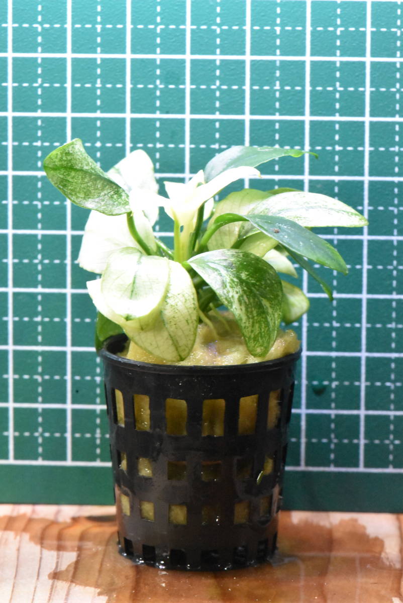 アヌビアス・ナナ 斑入 ホワイトマーブル POT1 商品细节 | Yahoo