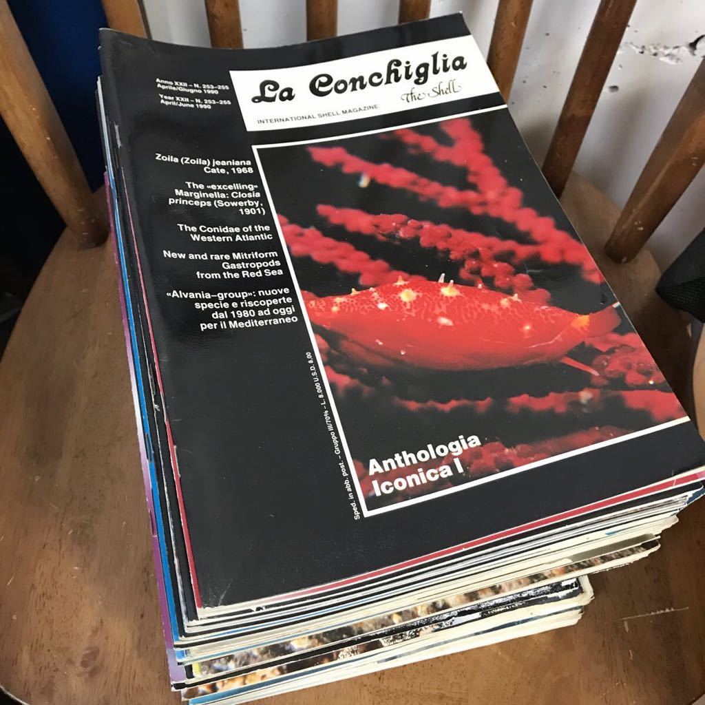 34 割引第一ネット C157 イタリア語 英語 貝雑誌 La Conchiglia The Shell 38冊 中古 貝類学 後鰓類 軟体動物 巻貝 貝殻 カラー 図版 まとめて セット 自然科学と技術 本 雑誌 Www Burjceo Com