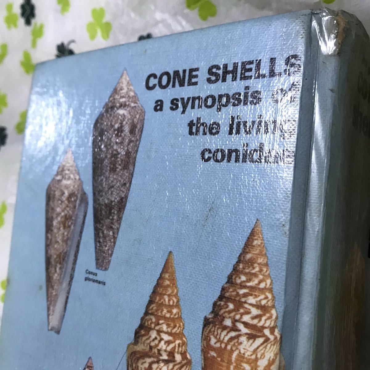 Yahoo!オークション - C109 図鑑 貝 イモガイ科 Cone Shells A Yahoo!オークション - C109 図鑑 貝 イモガイ科 Cone Shells A