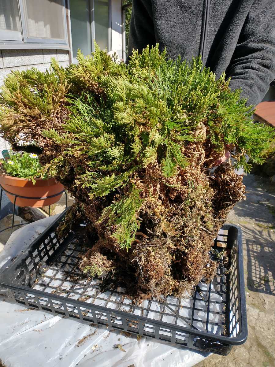 岩松 イワヒバ 巨大 50年物 天然 山野草 盆栽 庭 岩松 イワヒバ 巨大 50年物 天然 山野草 盆栽 庭