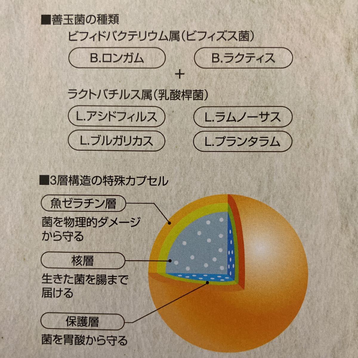 フォーエバーアクティブプロバイオティック5箱セット