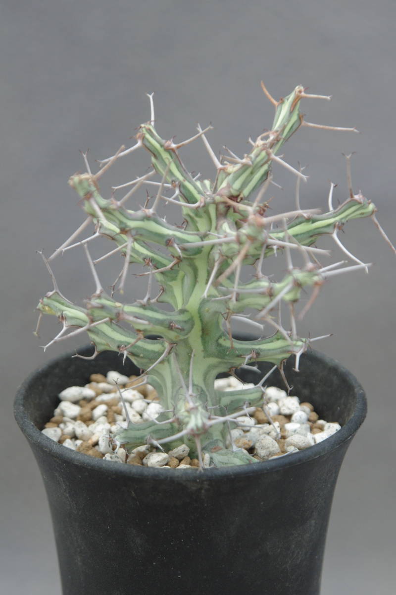 1円~ ユーフォルビア シザカンサ Euphorbia schizacantha | mankey.gr