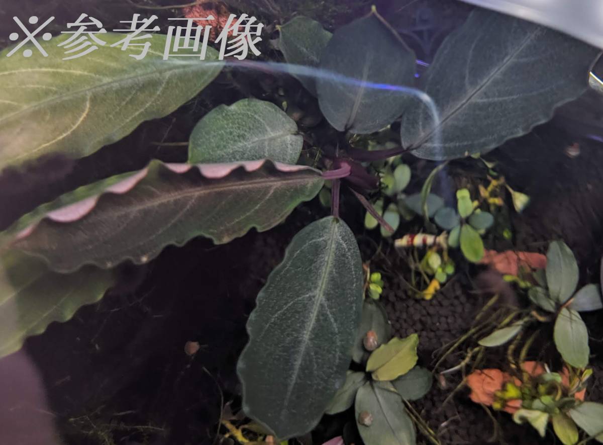◇ブセファランドラsp.ダークグレイ【TB便】Bucephalandra sp ◇ブセファランドラsp.ダークグレイ【TB便】Bucephalandra sp
