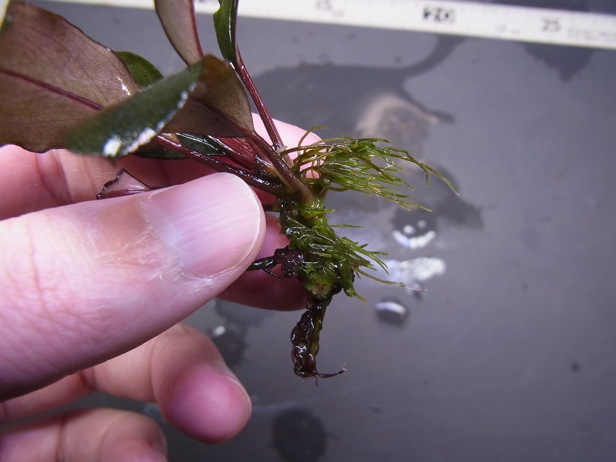 ◇ブセファランドラsp.ダークグレイ【TB便】Bucephalandra sp ◇ブセファランドラsp.ダークグレイ【TB便】Bucephalandra sp