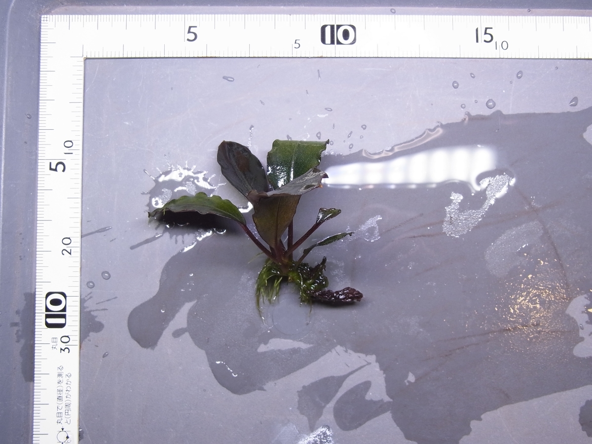 ◇ブセファランドラsp.ダークグレイ【TB便】Bucephalandra sp ◇ブセファランドラsp.ダークグレイ【TB便】Bucephalandra sp