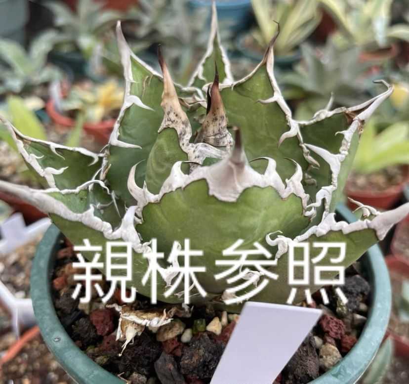 2多肉植物 アガベ チタノタ シーザー 子株 clinicaortopedia.com