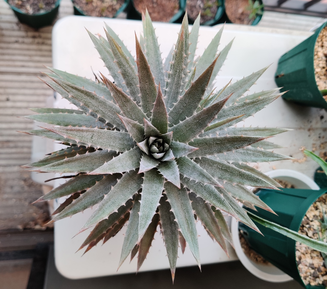 ディッキア Dyckia sp. Sao Marcos □hebdingii ヘブディンギー ディッキア Dyckia sp. Sao Marcos □hebdingii ヘブディンギー